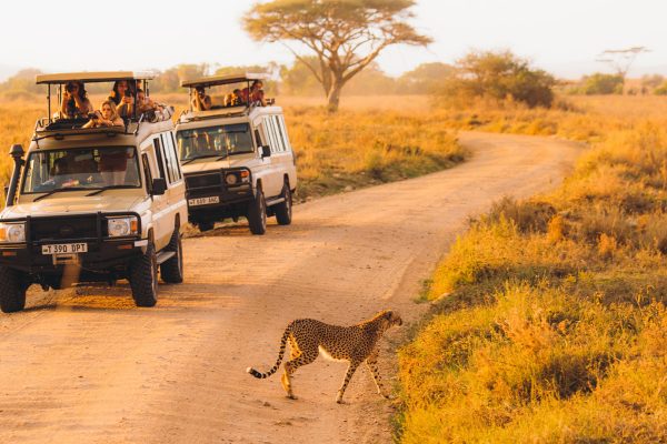 Game-Drive-Cheetah