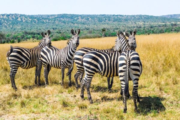 Misunderstood Animals in the Wild