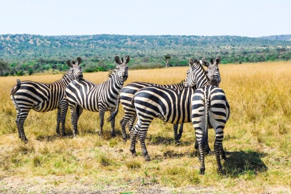 Wildlife corridors in Tanzania