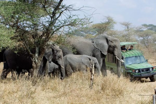 Tanzania’s Endangered Wildlife