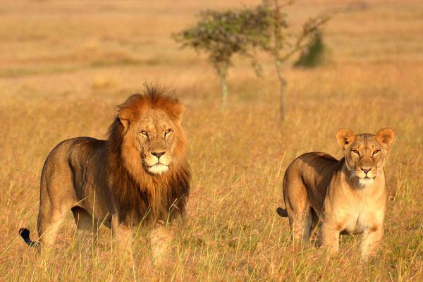 tanzania-safari-lions