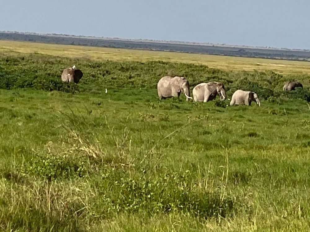 kenya wildlife safari