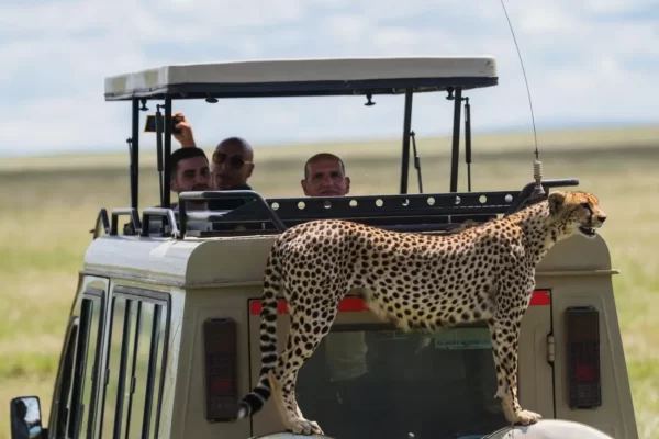Car hire with a driver Africa