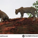 Is Self-Drive Cheaper Than Hiring a Driver in Kenya?