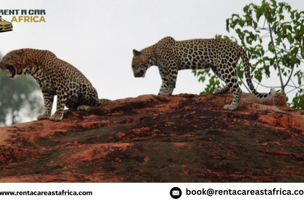 Car hire with a driver in Kenya