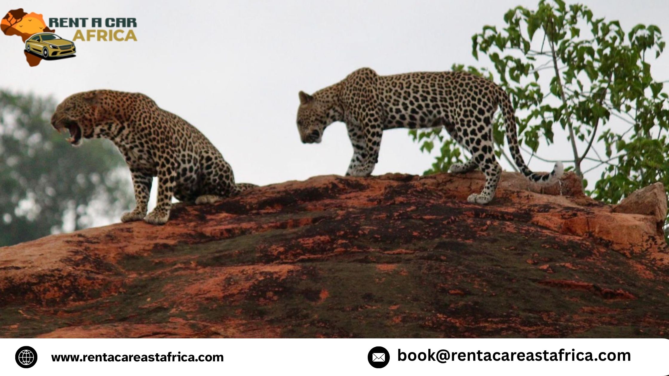 Is Self-Drive Cheaper Than Hiring a Driver in Kenya?