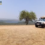 What Kind of Rental Vehicle Do You Need for Serengeti?
